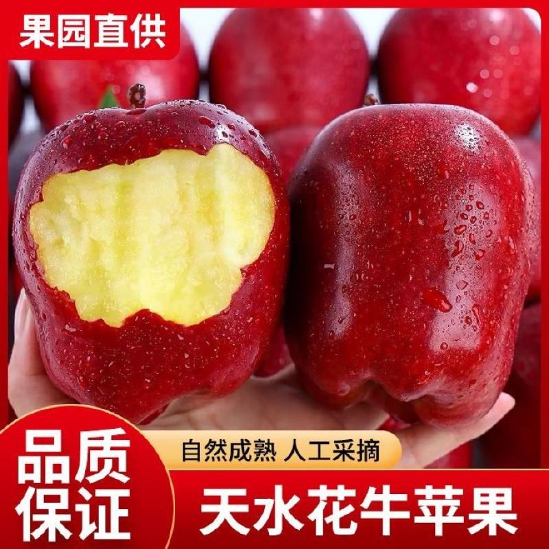 甘肃天水花牛苹果一件代发