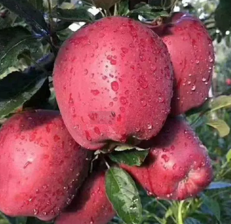 甘肃天水花牛苹果一件代发