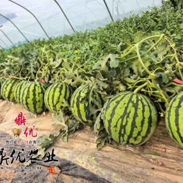 美佳二号西瓜种子高端麒麟西瓜种子大红瓤小薄皮