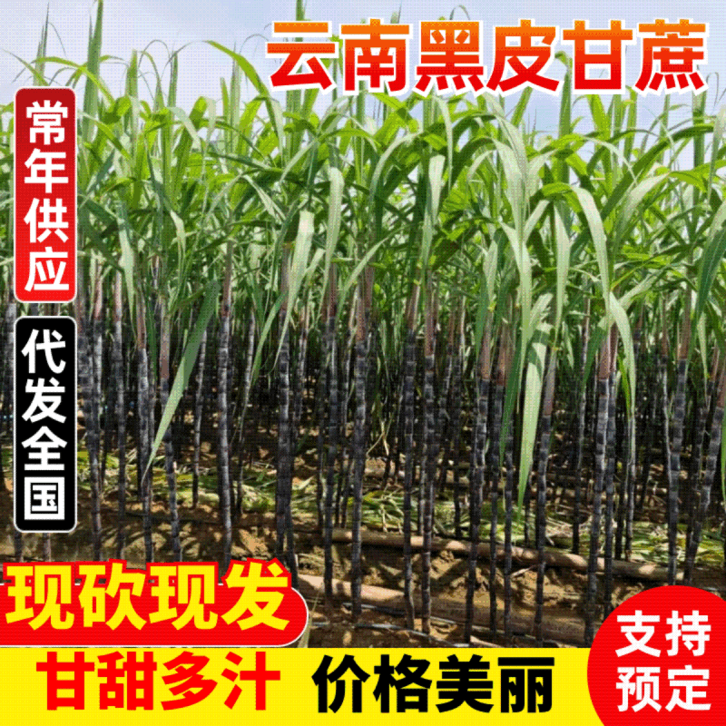 云南精品黑皮甘蔗