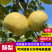 【放心购买】砀山酥梨安徽酥梨皮薄多汁基地直发