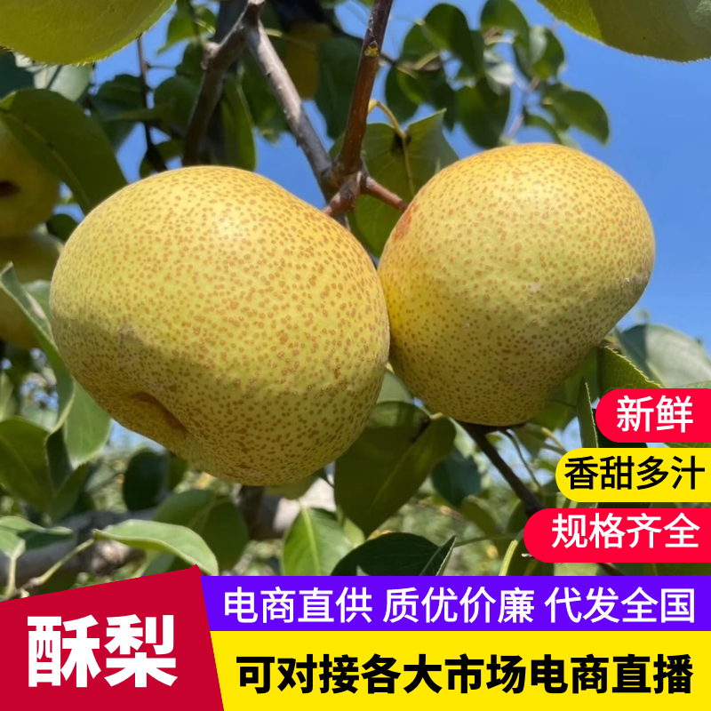 【放心购买】砀山酥梨安徽酥梨皮薄多汁基地直发