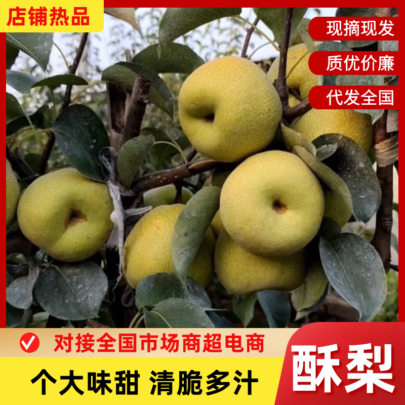 安徽酥梨砀山酥梨基地直发提供一条龙服务代发全国