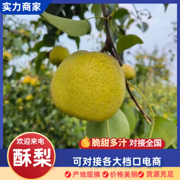 【实力供货】砀山酥梨安徽酥梨大量供应对接全国市场电商