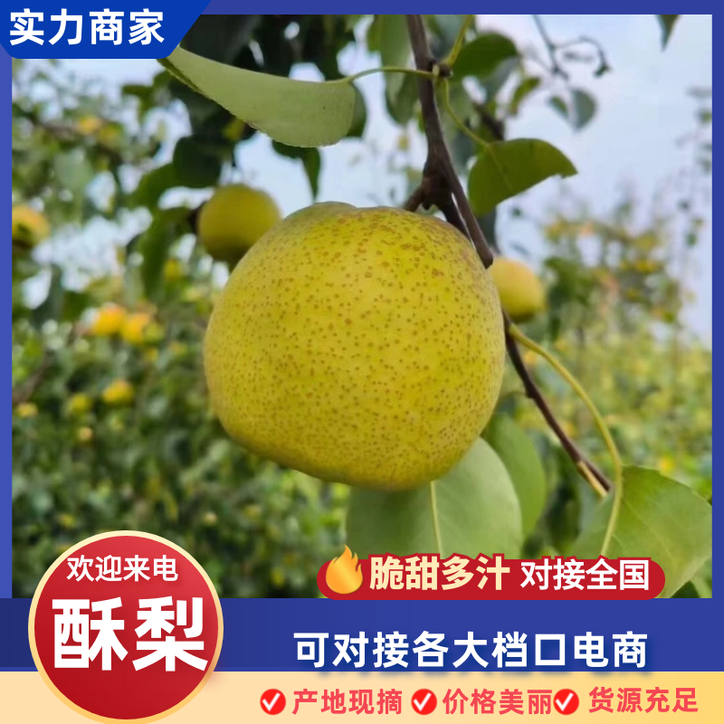 【实力供货】砀山酥梨安徽酥梨大量供应对接全国市场电商