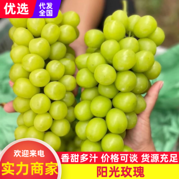 阳光玫瑰安徽阳光玫瑰颗粒饱满基地直发欢迎来电咨询