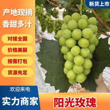 【精品】阳光玫瑰大量上市中产地直发甜度高价格优