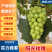 【精品】阳光玫瑰大量上市中产地直发甜度高价格优