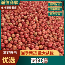 硬粉西红柿四川西红柿基地直发量大从优欢迎咨询
