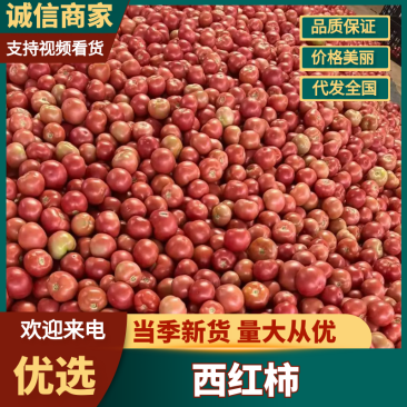 硬粉西红柿四川西红柿基地直发量大从优欢迎咨询