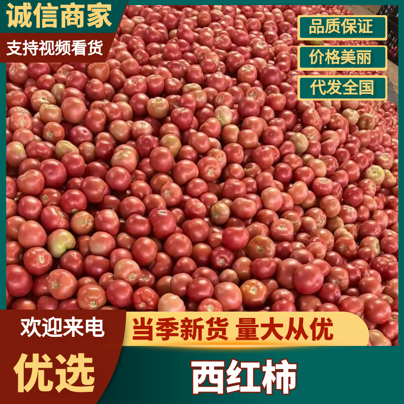 硬粉西红柿四川西红柿基地直发量大从优欢迎咨询