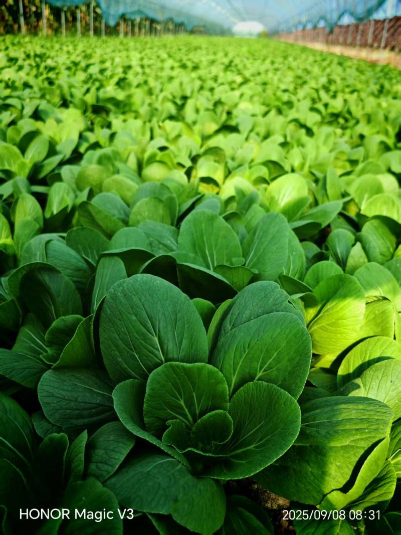 辽宁精品油菜上海青/可视频看货/量大价优/欢迎咨询