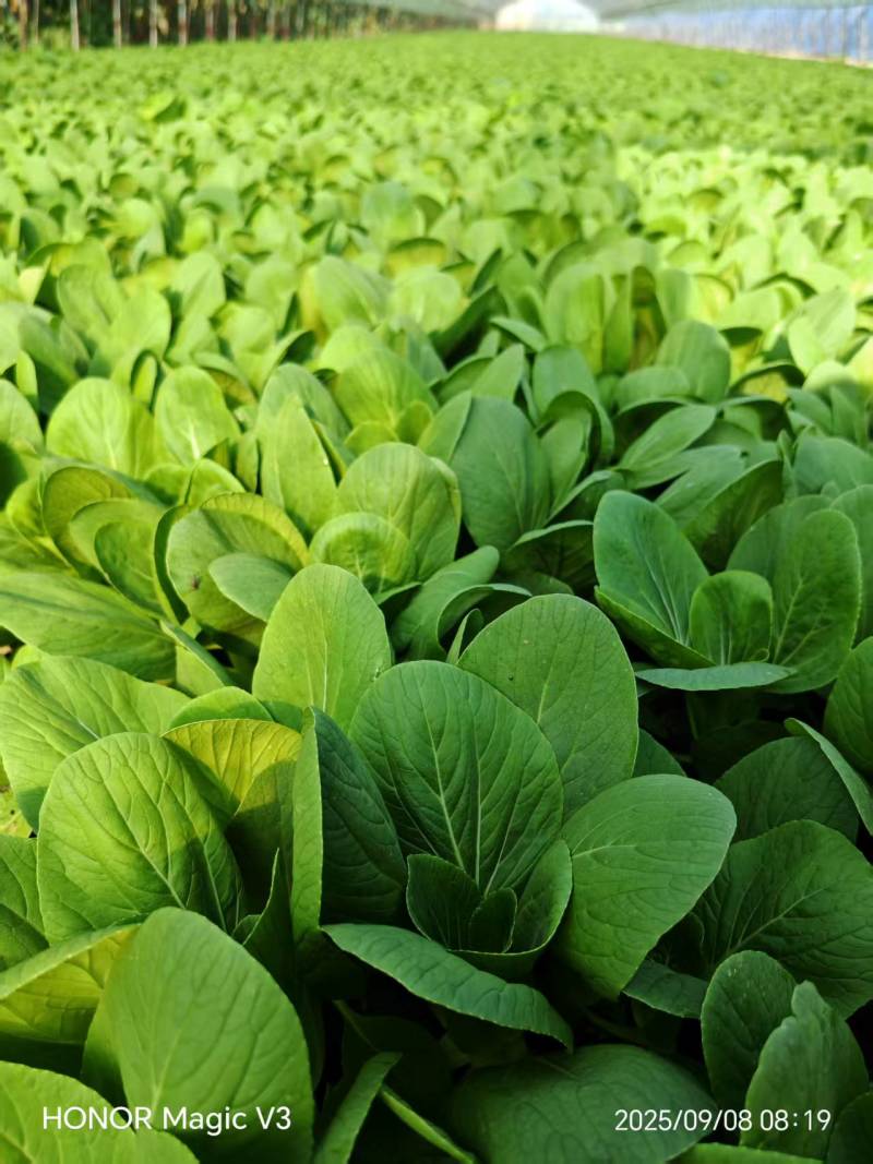 辽宁精品油菜上海青/可视频看货/量大价优/欢迎咨询