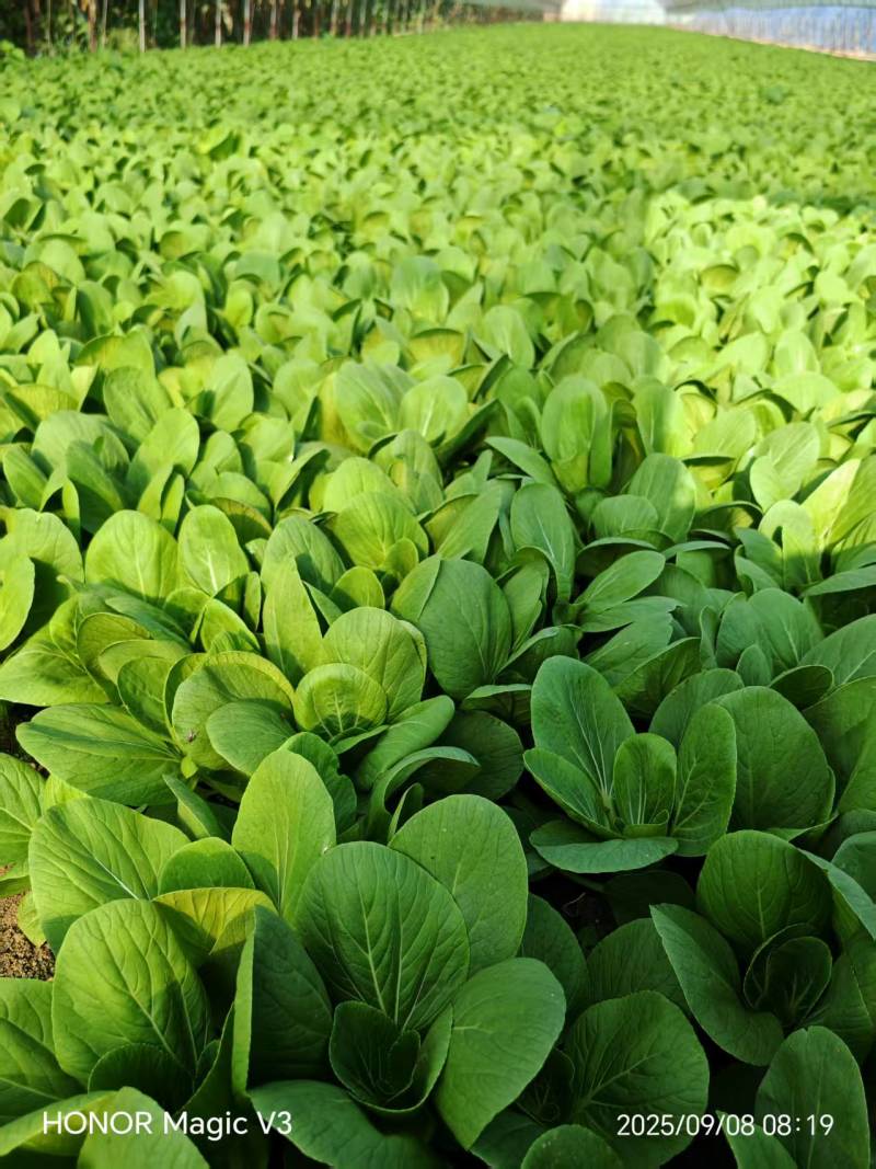 辽宁精品油菜上海青/可视频看货/量大价优/欢迎咨询