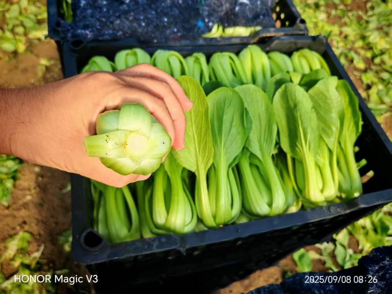 辽宁油菜/上海青/唐菜产地直发可视频看货/量大从优