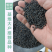正宗苦荞麦种子优质杂粮种籽南北方种植畅销批发价10斤起卖