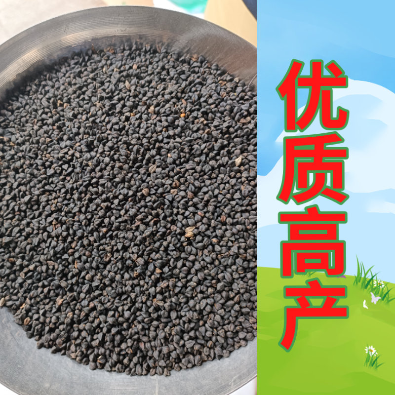 正宗苦荞麦种子优质杂粮种籽南北方种植畅销批发价10斤起卖