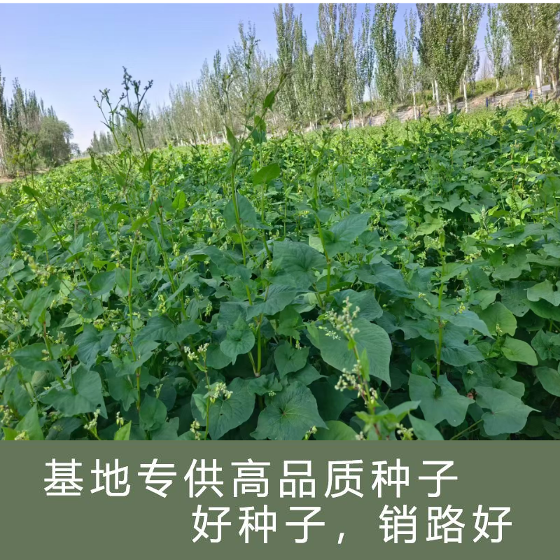 正宗苦荞麦种子优质杂粮种籽南北方种植畅销批发价10斤起卖