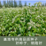 正宗苦荞麦种子优质杂粮种籽南北方种植畅销批发价10斤起卖