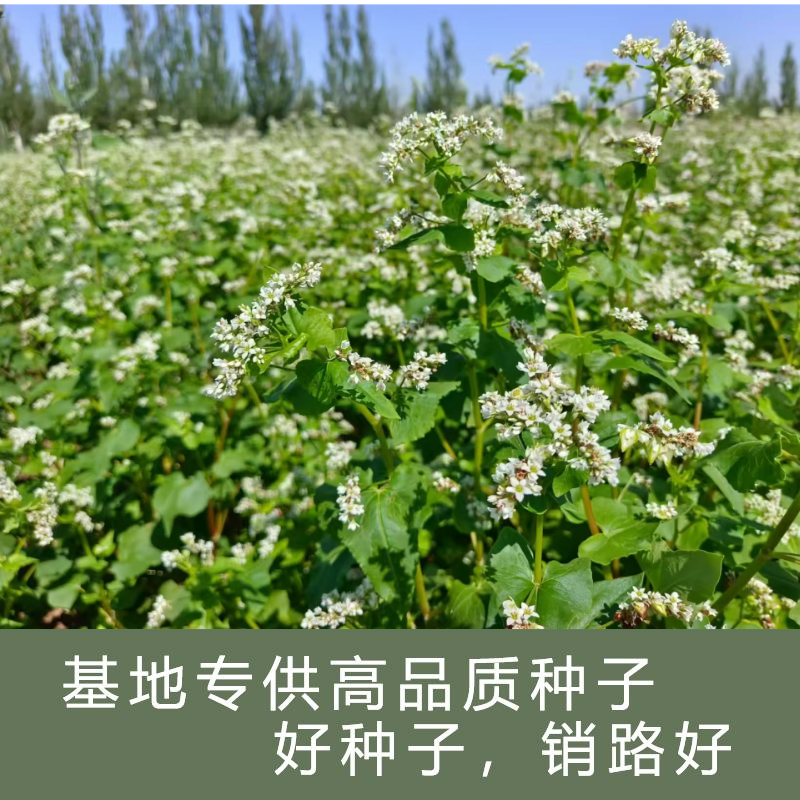 正宗苦荞麦种子优质杂粮种籽南北方种植畅销批发价10斤起卖