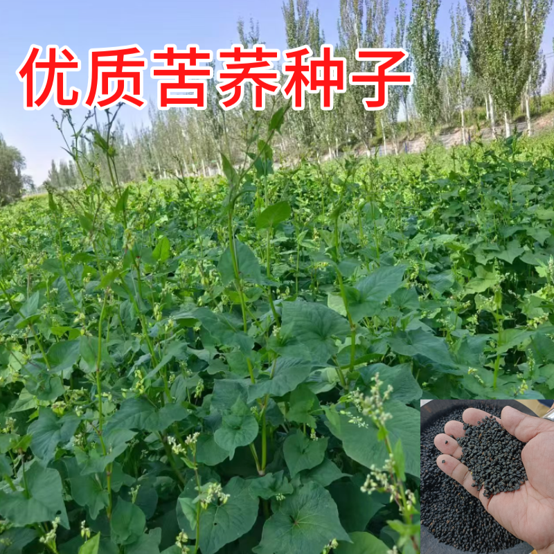 正宗苦荞麦种子优质杂粮种籽南北方种植畅销批发价10斤起卖