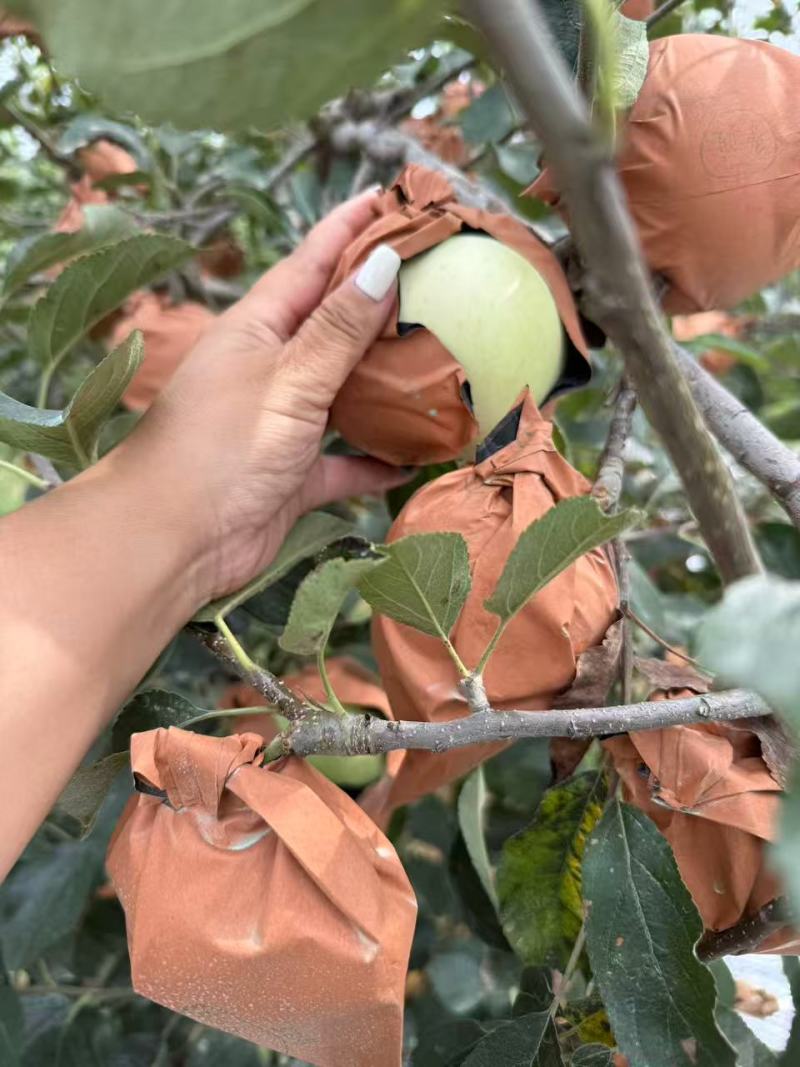 辽宁精品苹果黄元帅苹果/可视频看货/量大价优