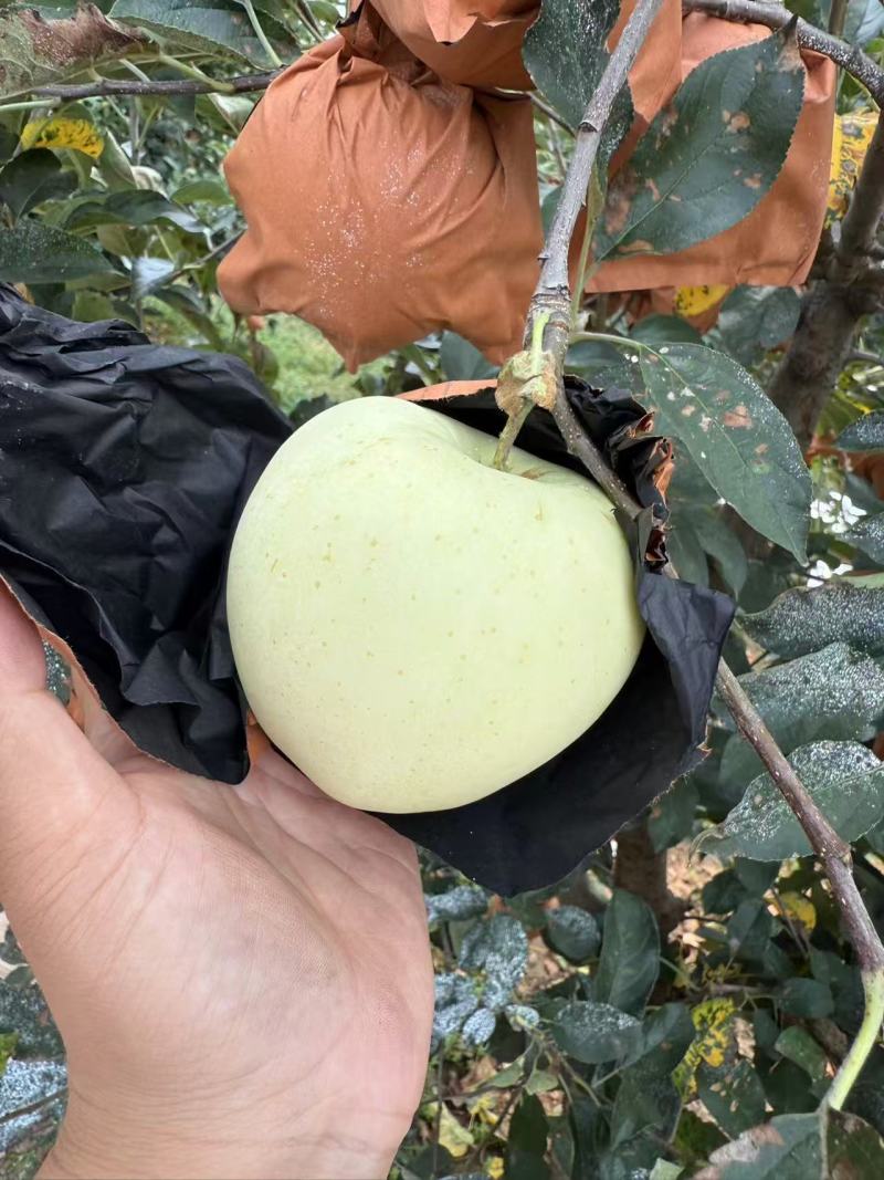 辽宁精品苹果黄元帅苹果/可视频看货/量大价优