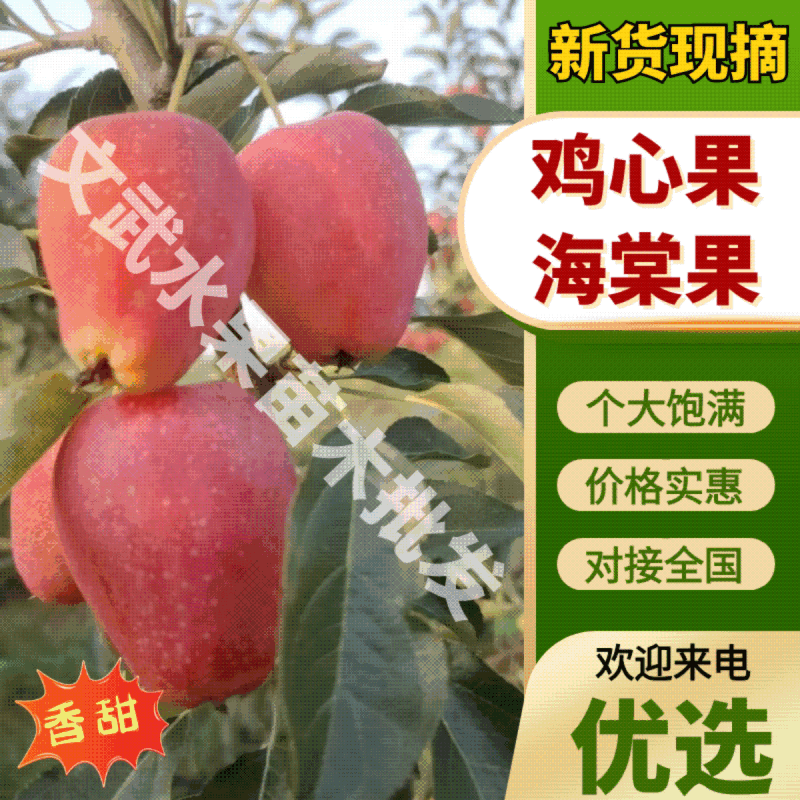 【视频看货】全国发货辽宁沙地鸡心果果大干净价格便宜