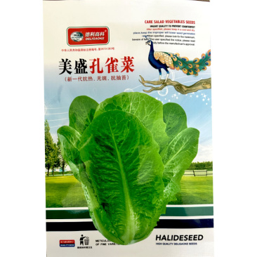 孔雀菜种子美盛早生耐热无斑抗抽苔纤维少大田基地