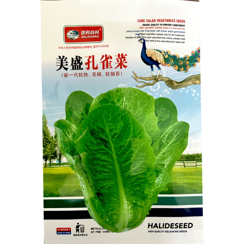 孔雀菜种子美盛早生耐热无斑抗抽苔纤维少大田基地