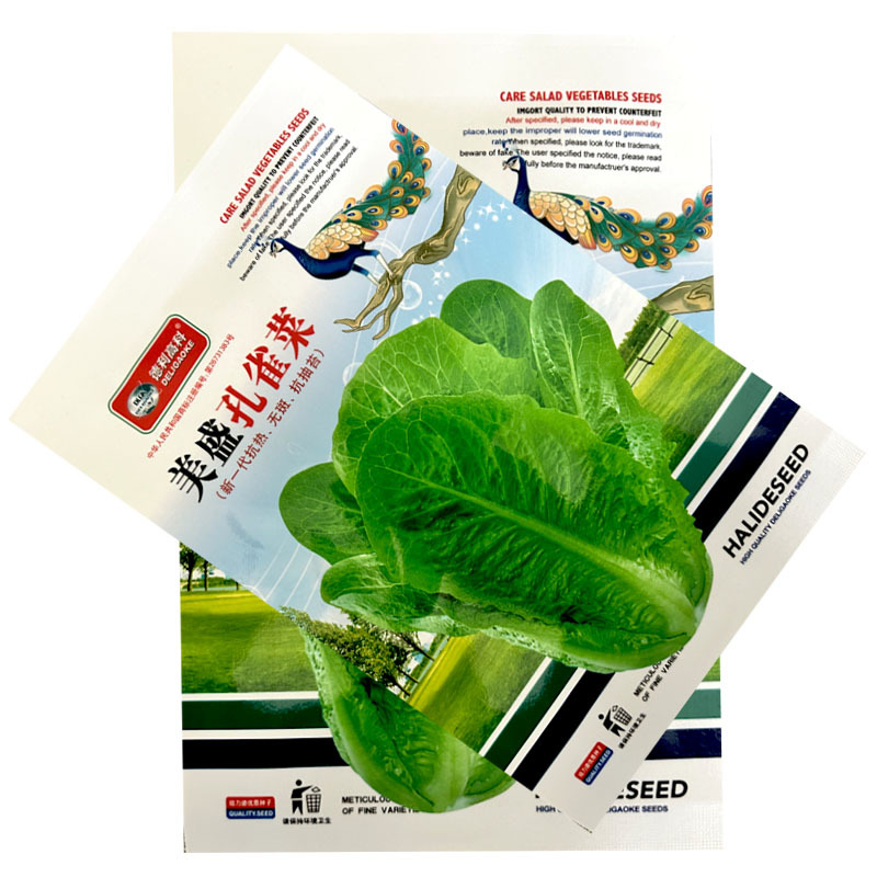 孔雀菜种子美盛早生耐热无斑抗抽苔纤维少大田基地