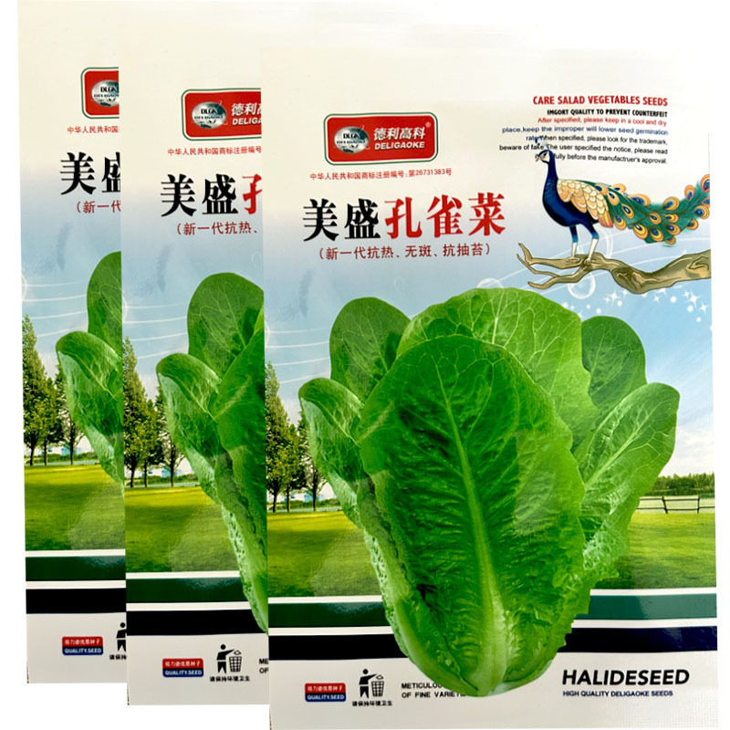 孔雀菜种子美盛早生耐热无斑抗抽苔纤维少大田基地