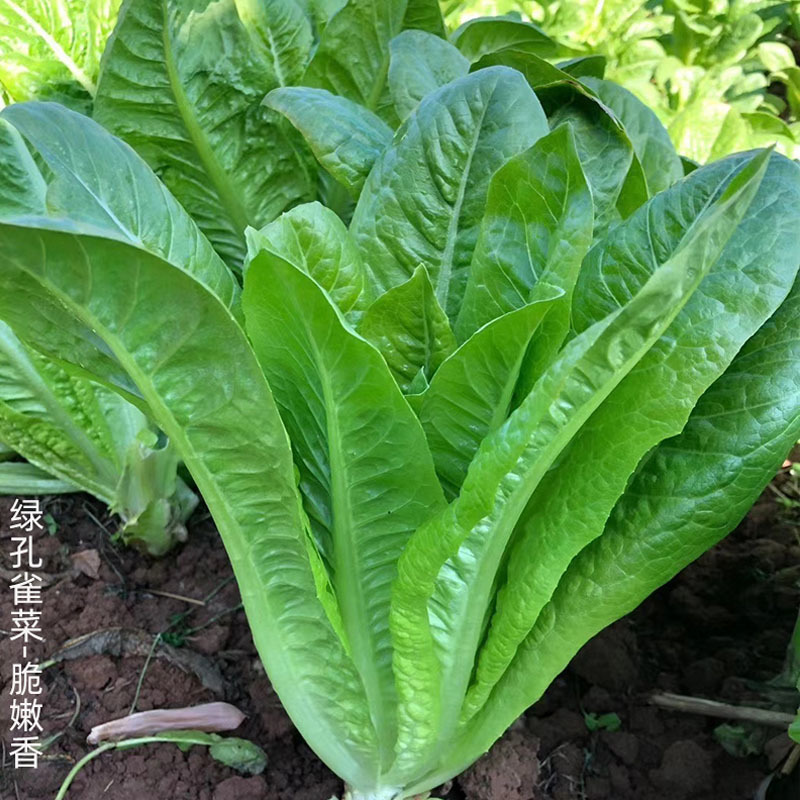 孔雀菜种子美盛早生耐热无斑抗抽苔纤维少大田基地