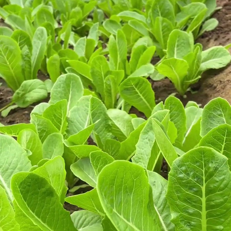 孔雀菜种子美盛早生耐热无斑抗抽苔纤维少大田基地