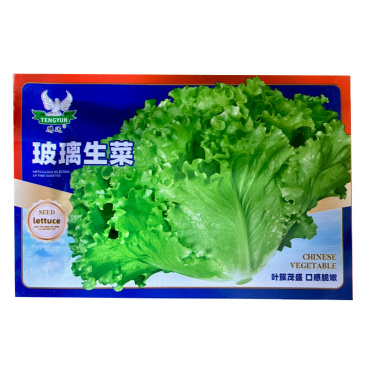 玻璃生菜种子散叶有皱叶净菜率高生菜种植大田基地