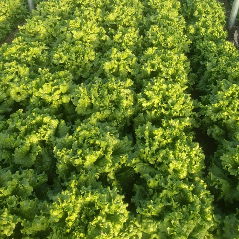 玻璃生菜种子散叶有皱叶净菜率高生菜种植大田基地