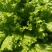 玻璃生菜种子散叶有皱叶净菜率高生菜种植大田基地
