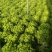 玻璃生菜种子散叶有皱叶净菜率高生菜种植大田基地