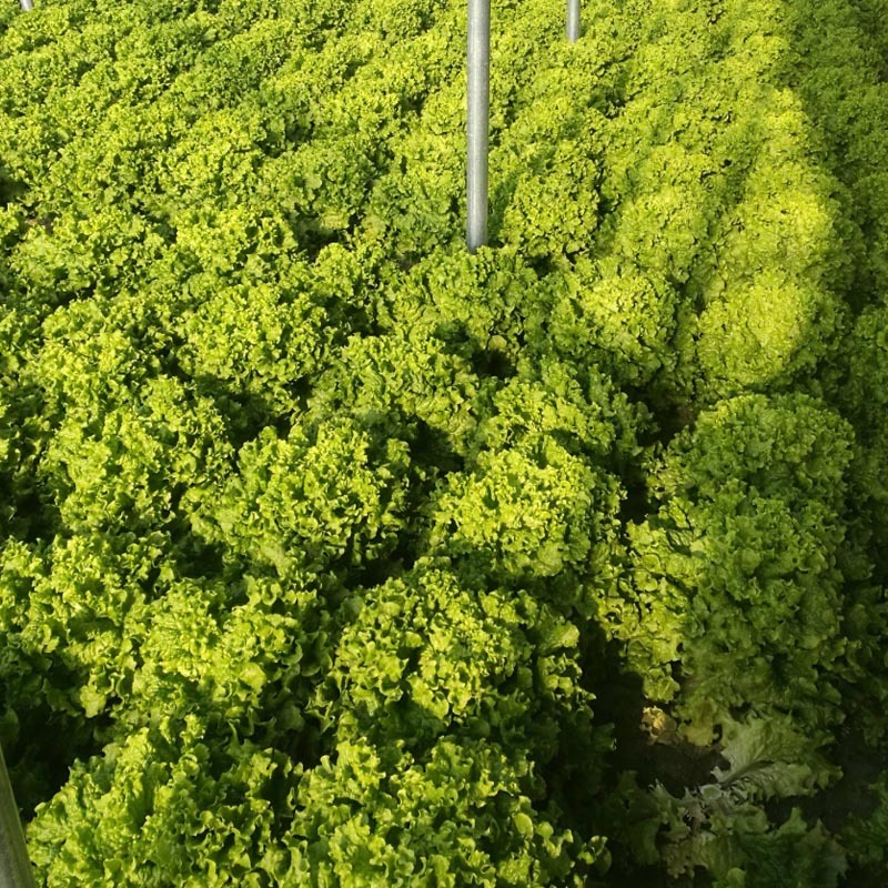 玻璃生菜种子散叶有皱叶净菜率高生菜种植大田基地