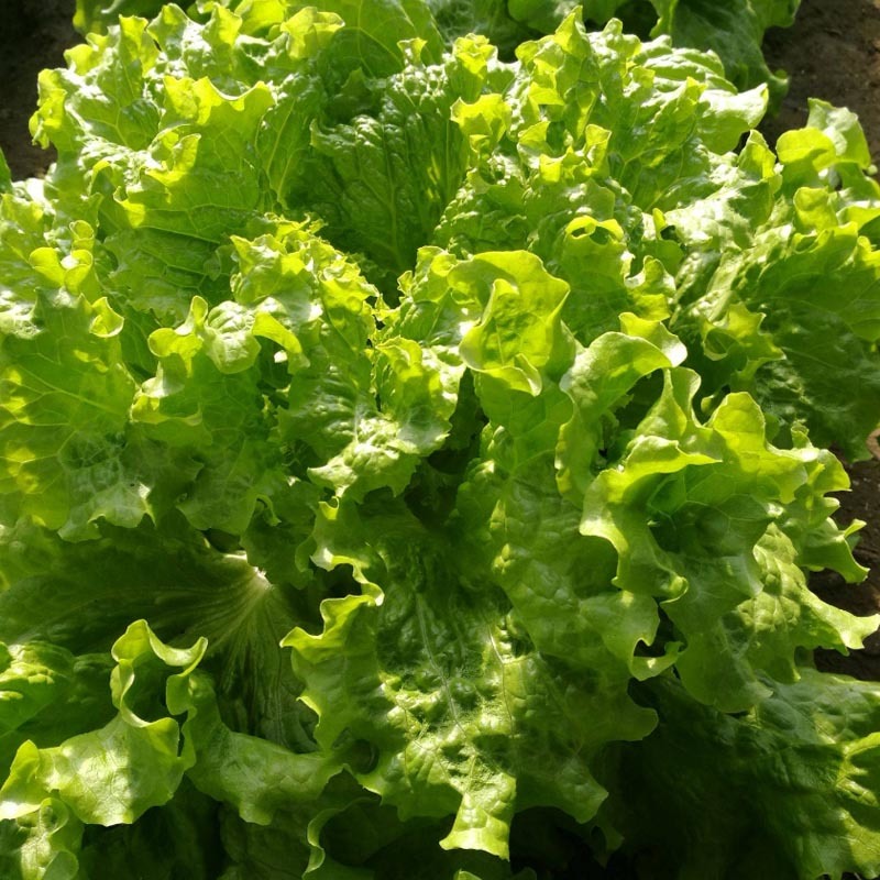 玻璃生菜种子散叶有皱叶净菜率高生菜种植大田基地