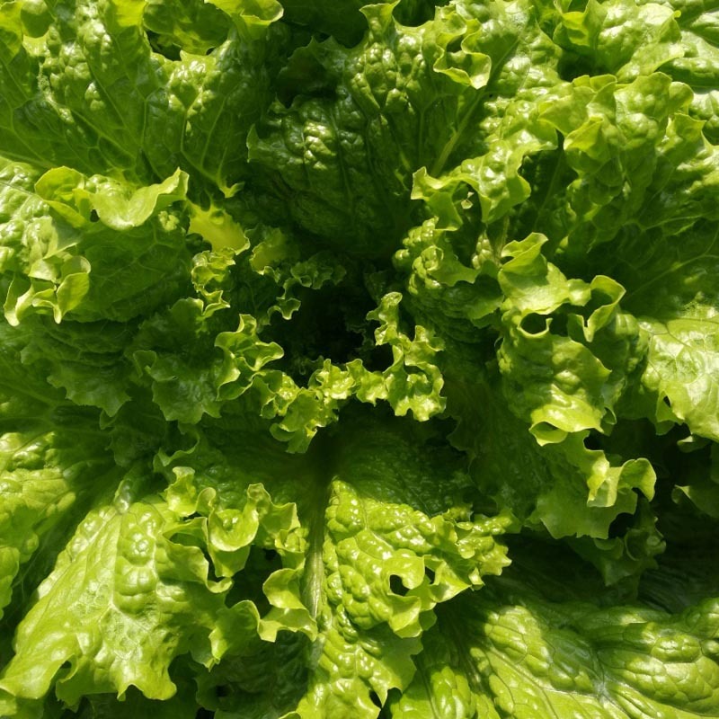 玻璃生菜种子散叶有皱叶净菜率高生菜种植大田基地