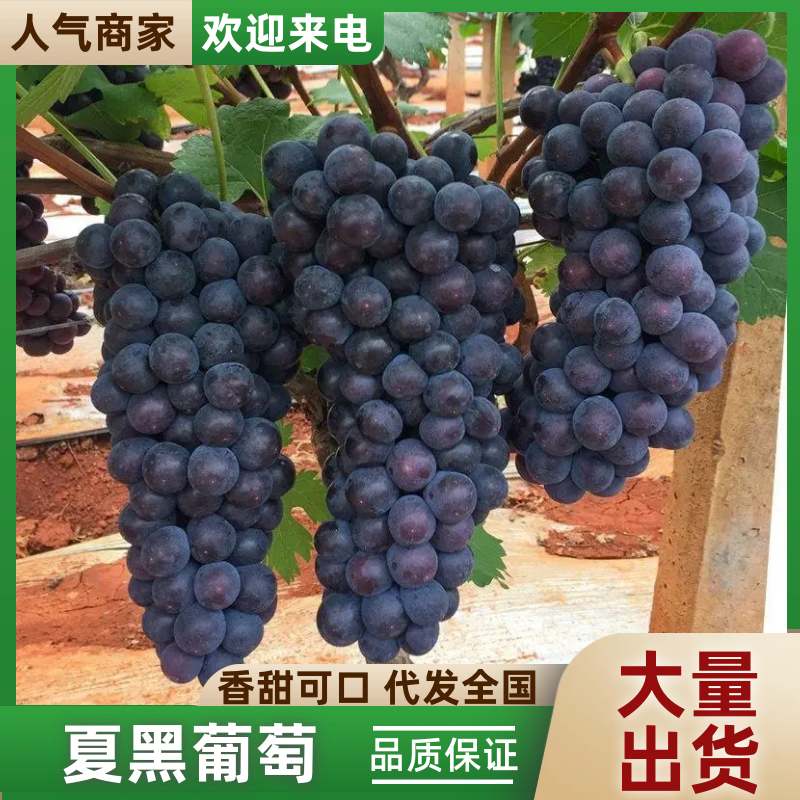 新疆夏黑葡萄礼盒装/口感好脆甜/量大价优/欢迎咨询