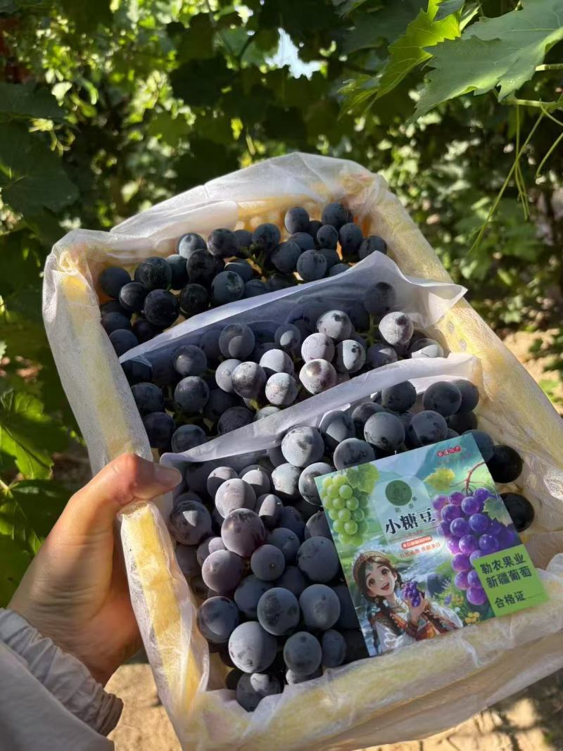 新疆夏黑葡萄礼盒装/口感好脆甜/量大价优/欢迎咨询