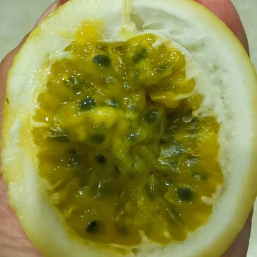 福建精品百香果/可视频看货/量大价优/欢迎咨询