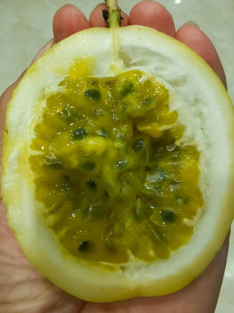 福建精品百香果/可视频看货/量大价优/欢迎咨询
