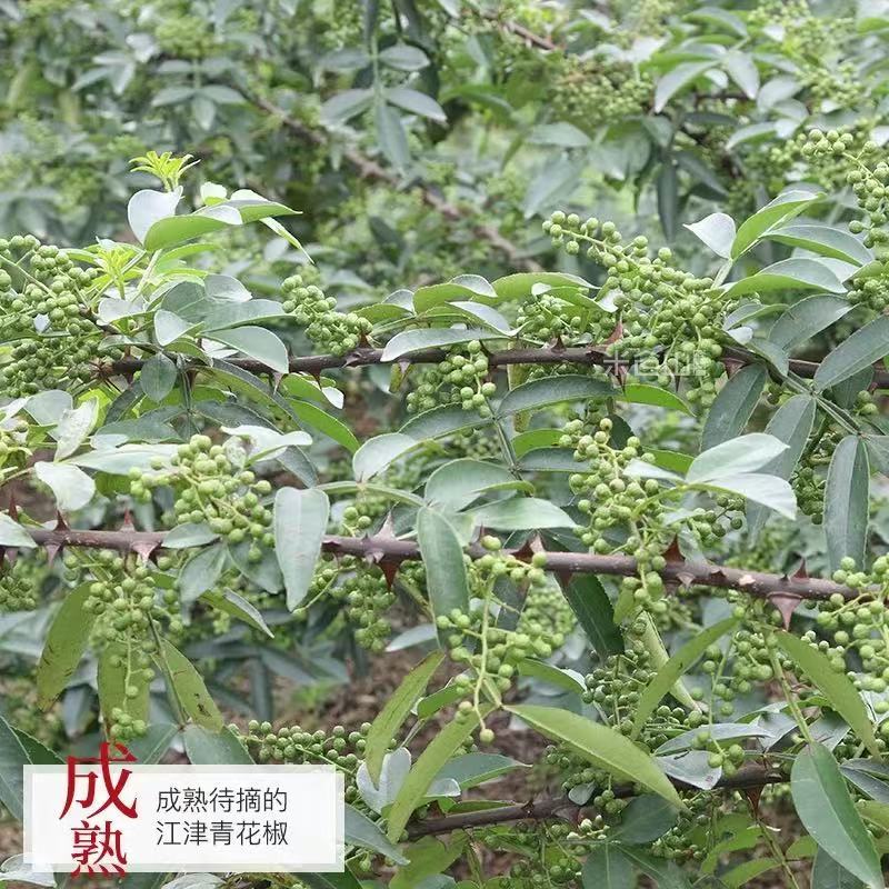 江津青花椒可代发全国对接各大电商平台产地直发