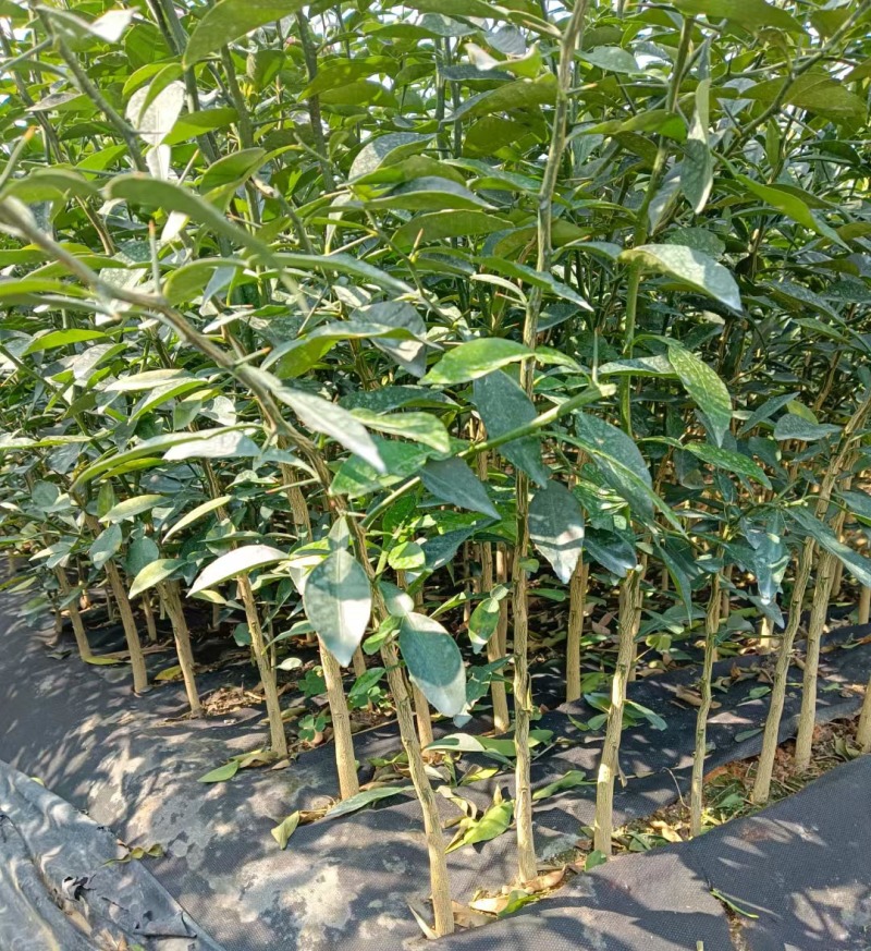 香橙苗小叶软枝香橙苗柑橘嫁接砧木苗实生苗直生苗