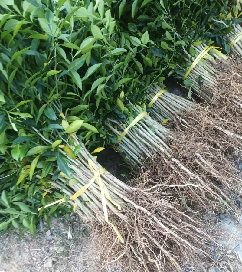 香橙苗小叶软枝香橙苗柑橘嫁接砧木苗实生苗直生苗