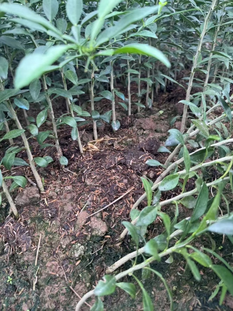 香橙苗小叶软枝香橙苗柑橘嫁接砧木苗实生苗直生苗