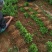 香橙苗小叶软枝香橙苗柑橘嫁接砧木苗实生苗直生苗